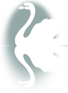 Swan reflection